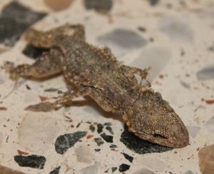 Here's our friendly gecko corpse, we shall love him and call him Husky