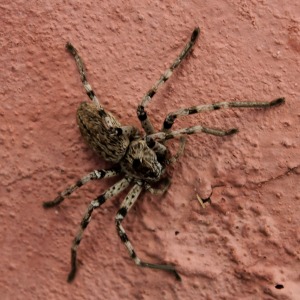 Lurking seven-legged spider of doom